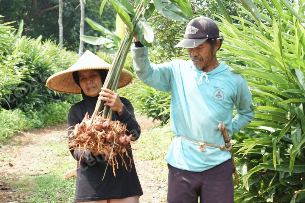 galangal Indonesia