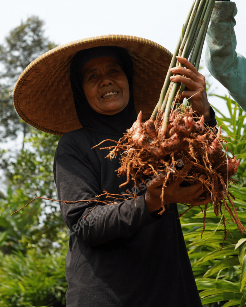 lengkuas nusantara
