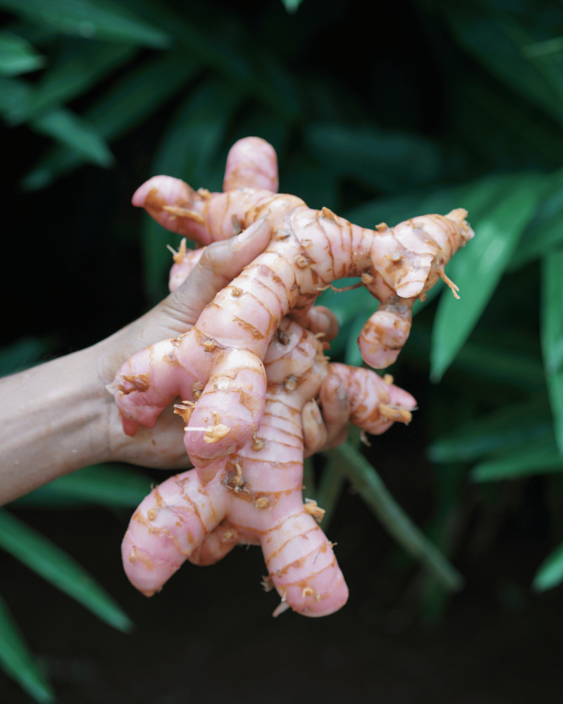 Galangal Indonesia