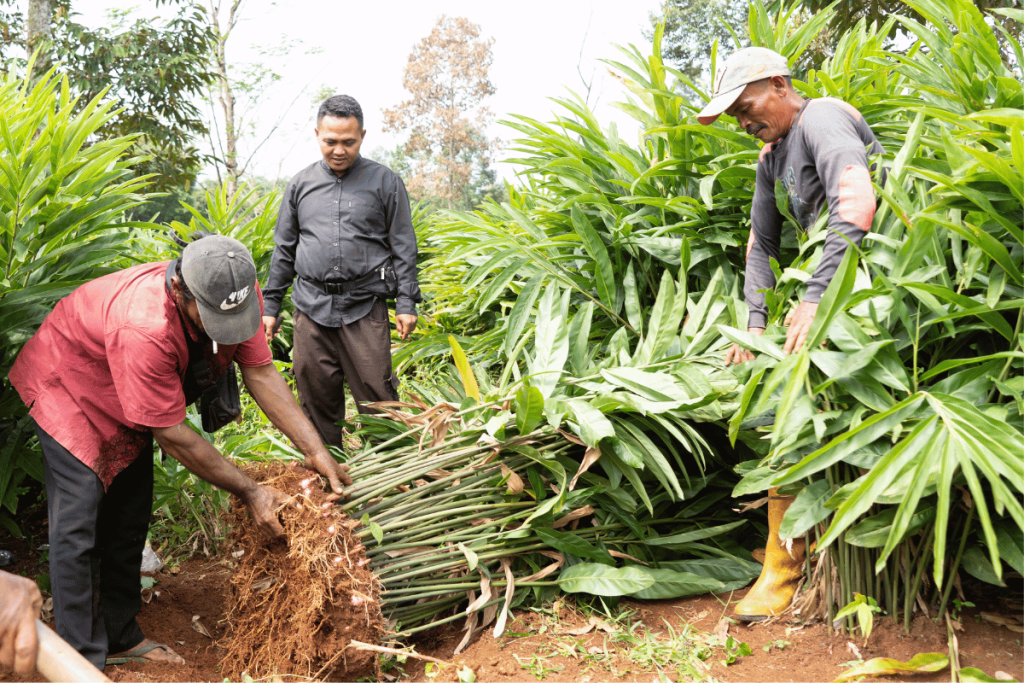 Harvest galangal lengkuas nusantara