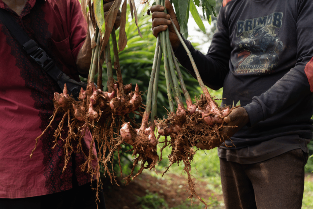Harvest galangal lengkuas nusantara