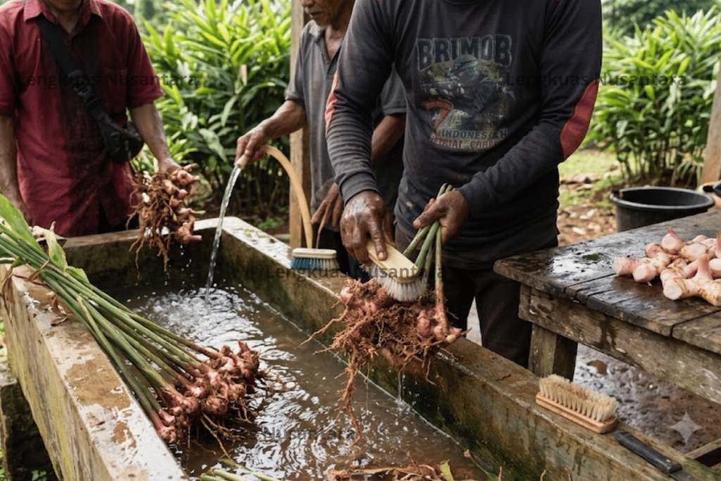 cleaning lengkuas nusantara