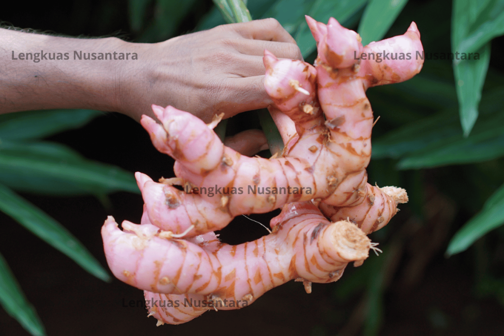 lengkuas nusantara