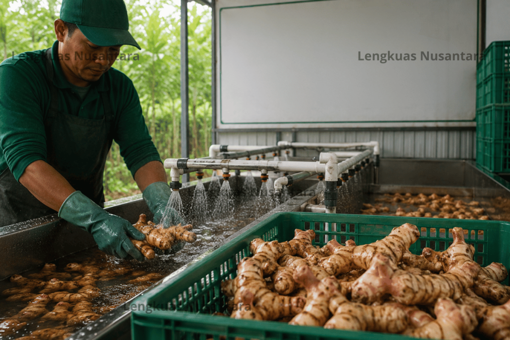 Cleaning Lengkuas nusantara