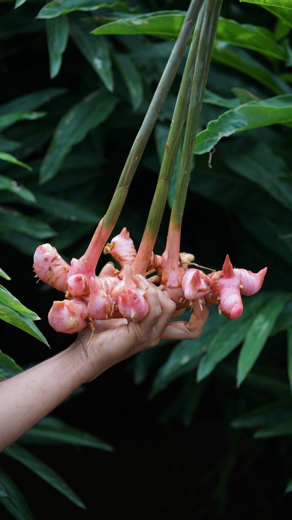 Galangal Indonesia