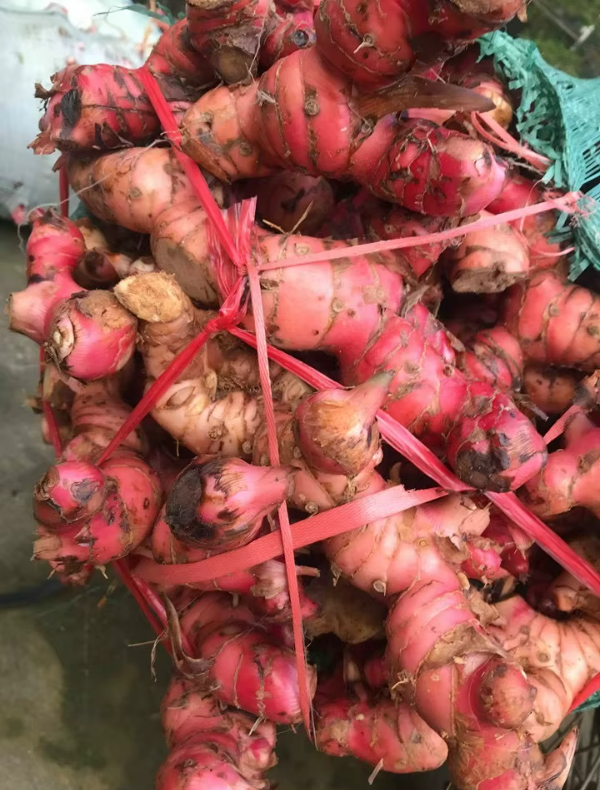 galangal Indonesia